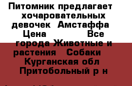 Питомник предлагает 2-хочаровательных девочек  Амстаффа › Цена ­ 25 000 - Все города Животные и растения » Собаки   . Курганская обл.,Притобольный р-н